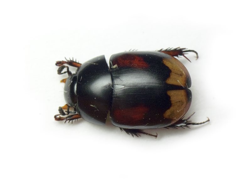 Sphaeridium scarabaeoides (Linnaeus, 1758)